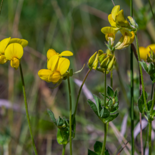 Alm. kællingetand, Lotus corniculatus