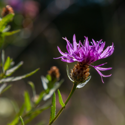 Alm. knopurt, Centaurea jacea