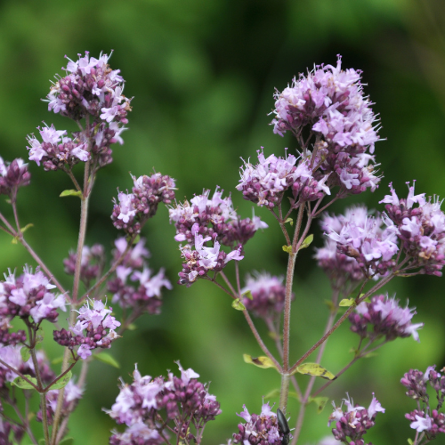Alm. merian, Origanum vulgare