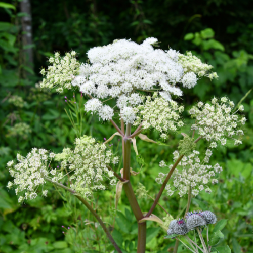 Angelik, Angelica sylvestris