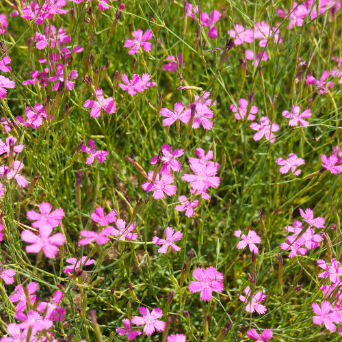 Bakkenellike, Dianthus deltoides