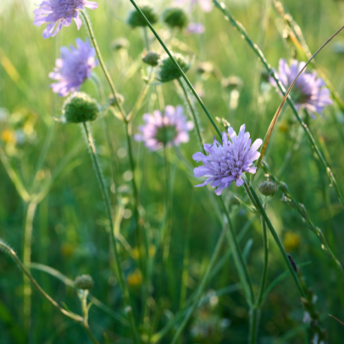 Blåhat, Knautia arvensis