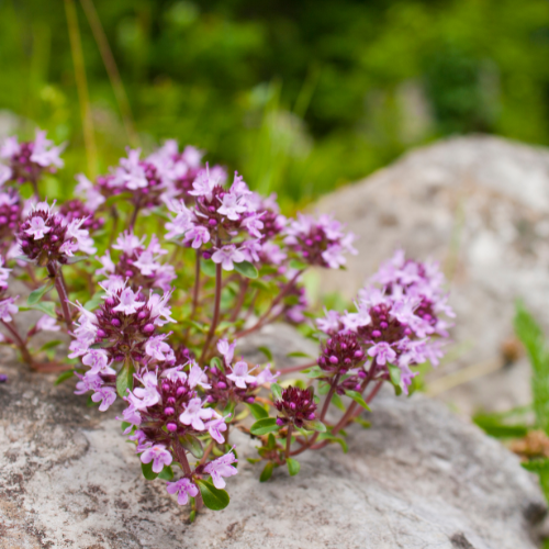 Bredbladet timian, Thymus pulegioides