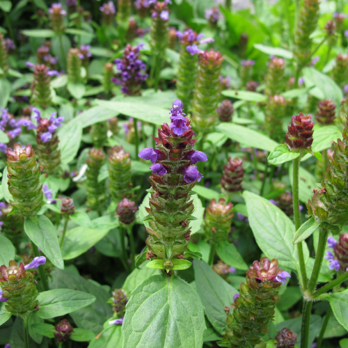 Alm. brunelle, Prunella vulgaris