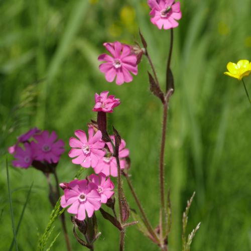 Dagpragtstjerne, Silene dioica