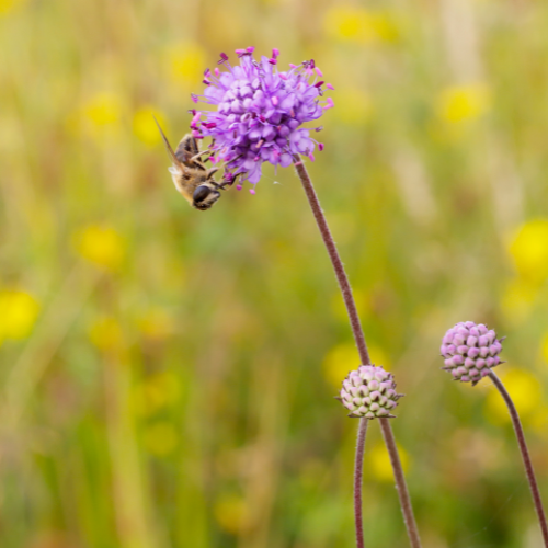 Djævelsbid, Succisa pratensis