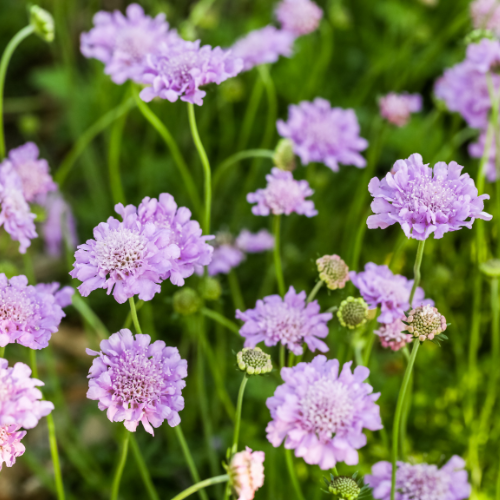 Dueskabiose, Scabiosa columbaria