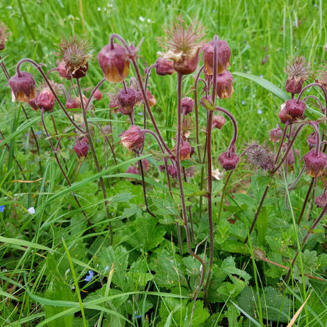 Engnellikerod, Geum rivale