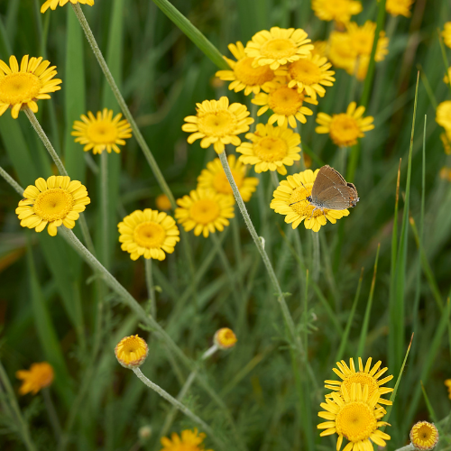Farvegåseurt, Anthemis tinctoria