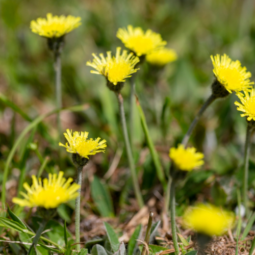 Håret høgeurt, Hieracium pilosella