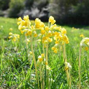 Hulkravet kodriver, Primula veris