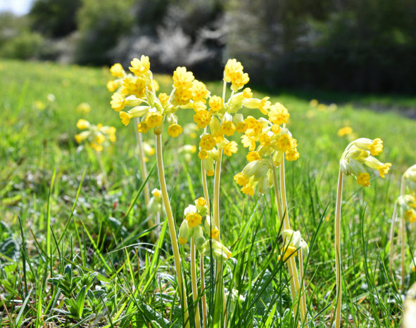 Hulkravet kodriver, Primula veris