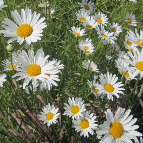 Hvid okseøje, Leucanthemum vulgaris