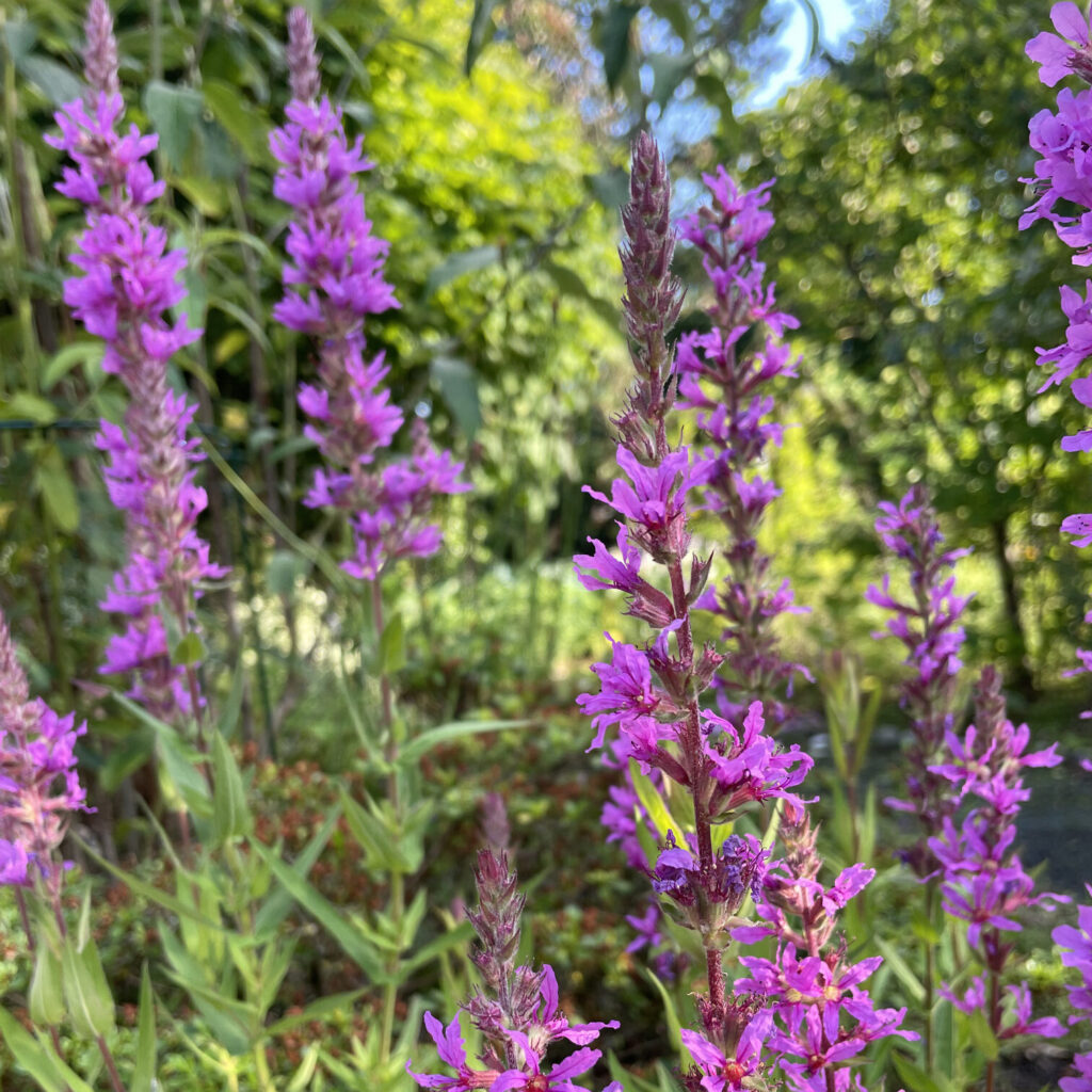 Kattehale, Lythrum salicaria