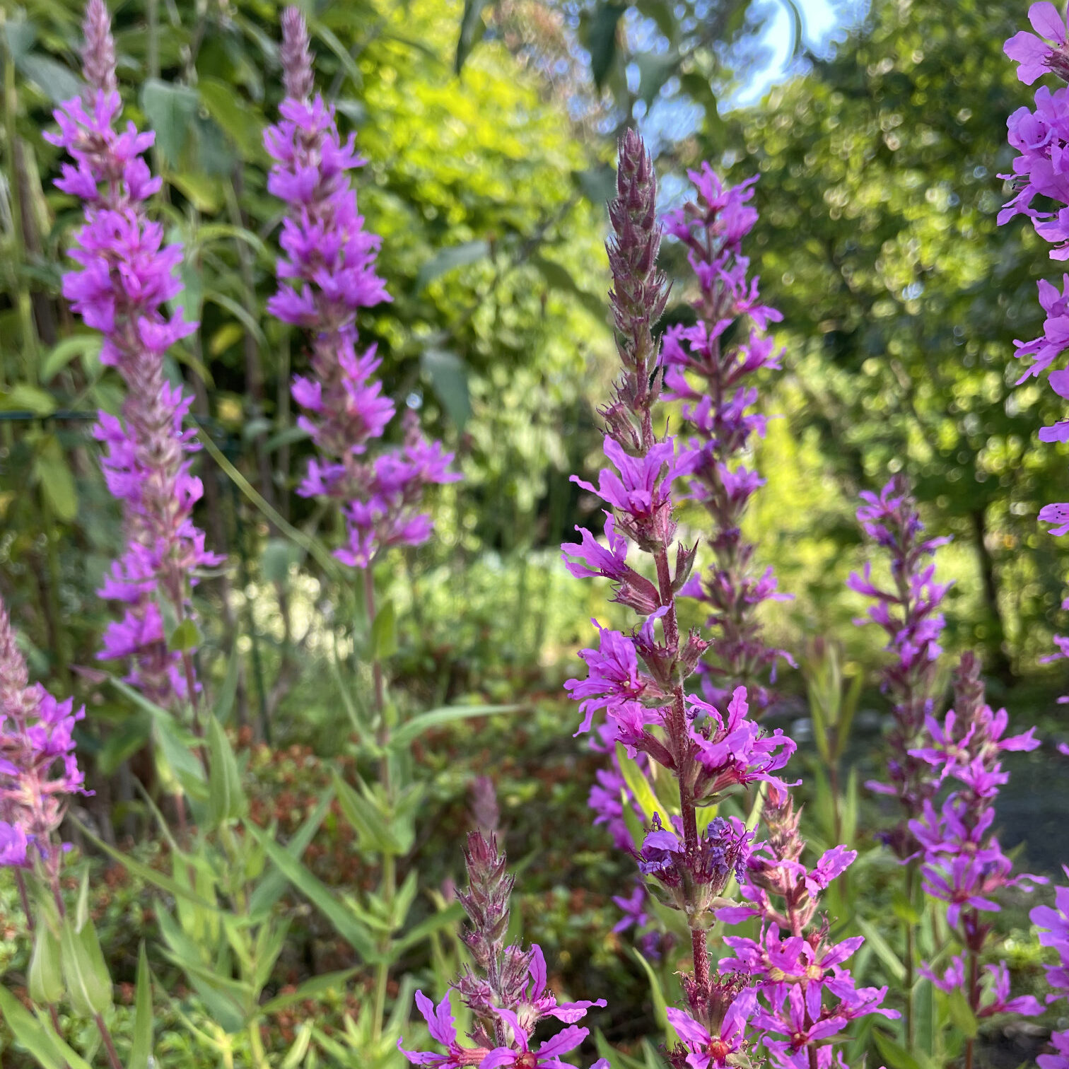 Kattehale, Lythrum salicaria