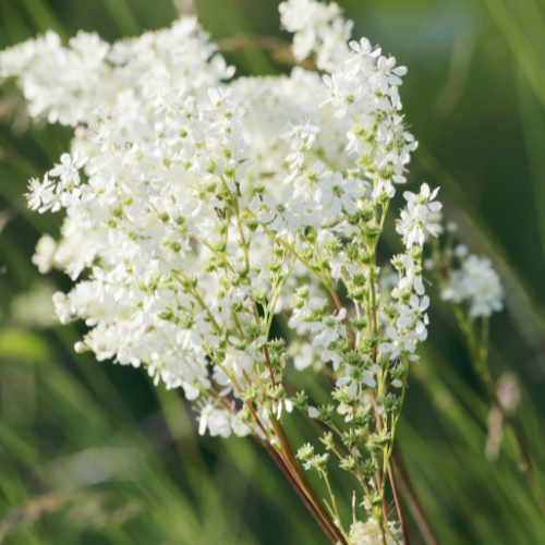 Knoldet mjødurt, Filipendula vulgaris