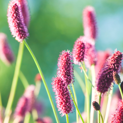 Lægekvæsurt, Sanguisorba officinalis