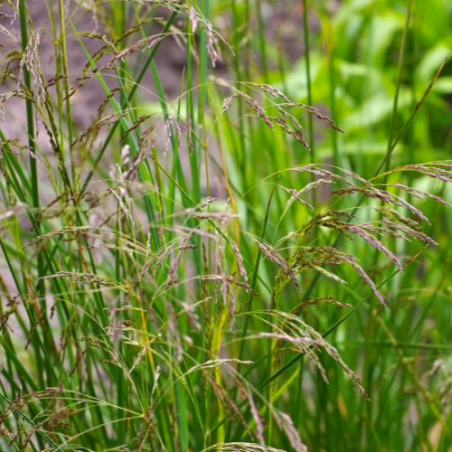 Mosebunke, Deschampsia cespitosa