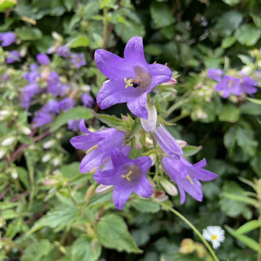 Nældeklokke, Campanula trachelium