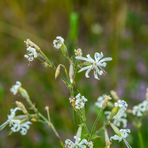 Nikkende limurt, Silene nutans