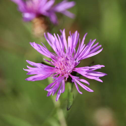 Stor knopurt, Centaurea scabiosa