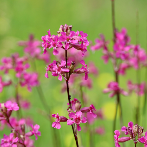 Tjærenellike, Viscaria vulgaris