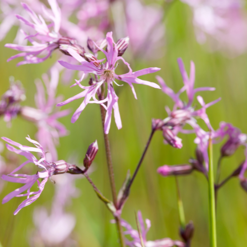 Trævlekrone, Lychnis flos-cuculi