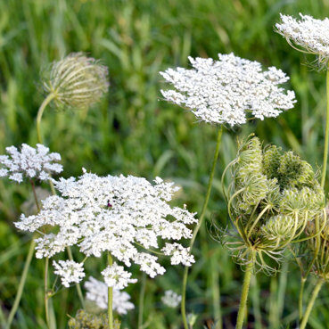 Vild gulerod, Daucus carota