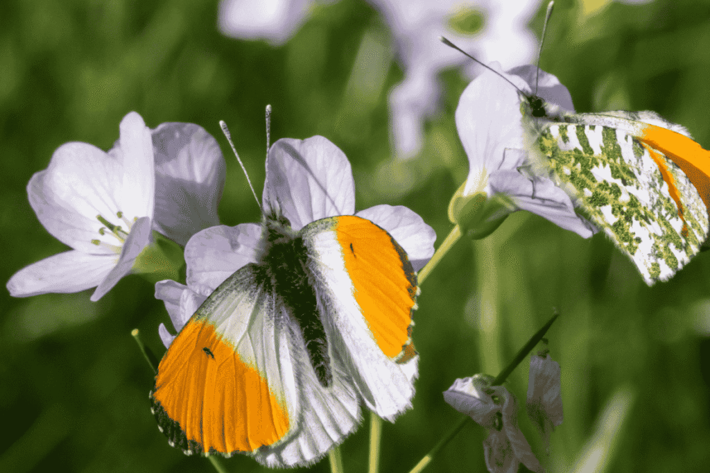 Engkarse, Cardamine pratensis