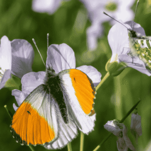Engkarse, Cardamine pratensis