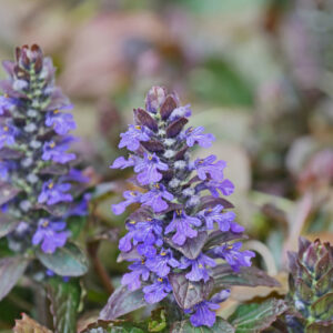 Krybende læbeløs, Ajuga reptans