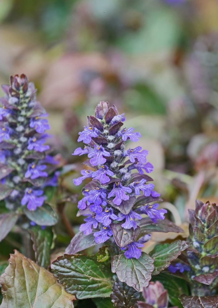 Krybende læbeløs, Ajuga reptans