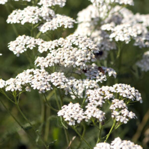 Alm. røllike, Achillea millefolium