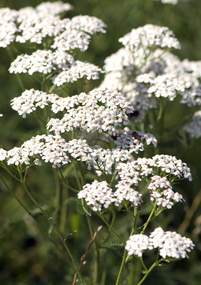 Alm. røllike, Achillea millefolium