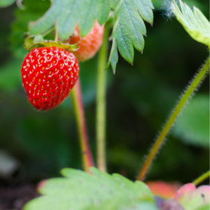 Skovjordbær, Fragaria vesca