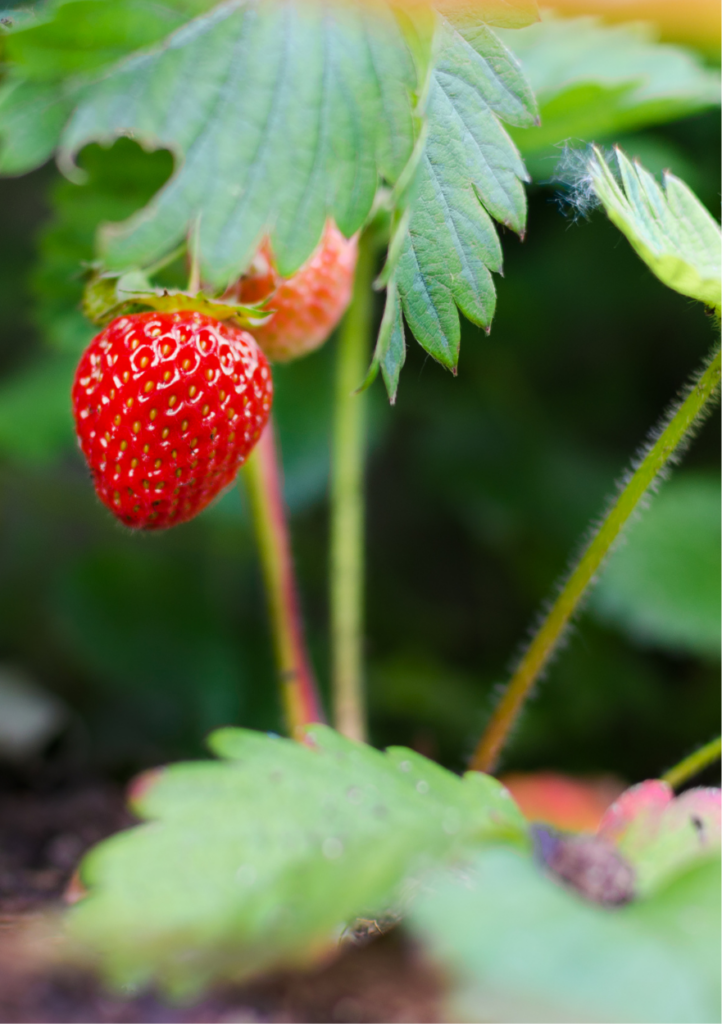 Skovjordbær, Fragaria vesca