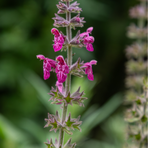 Skovgaltetand, Stachys sylvatica