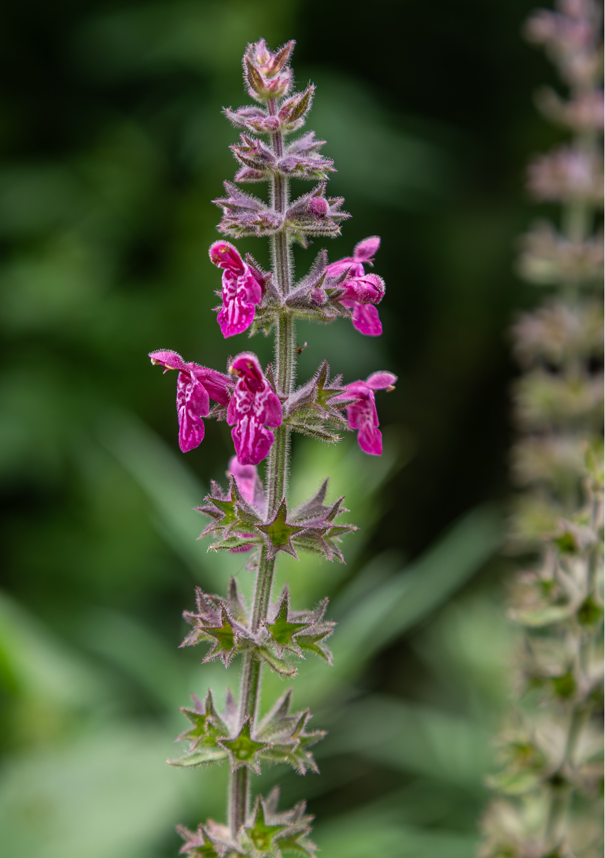 Skovgaltetand, Stachys sylvatica