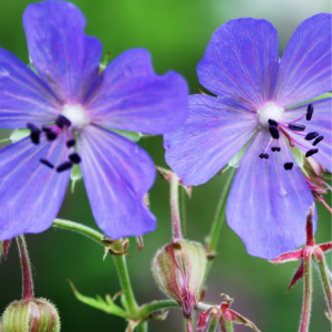 Engstorkenæb, Geranium pratense