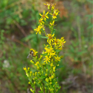 Alm. gyldenris, Solidago virgaurea