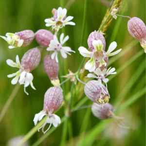 Blæresmælde, Silene vulgaris