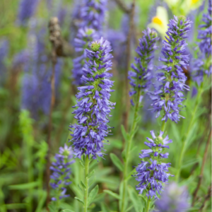 Langbladet ærenpris, Veronica longifolia