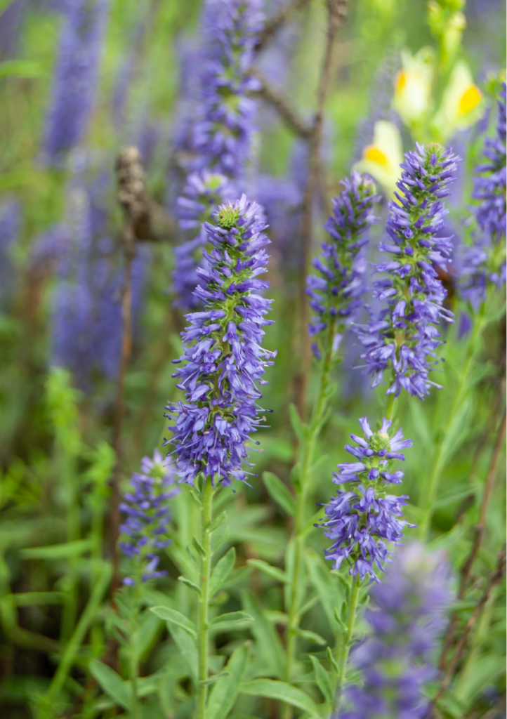 Langbladet ærenpris, Veronica longifolia