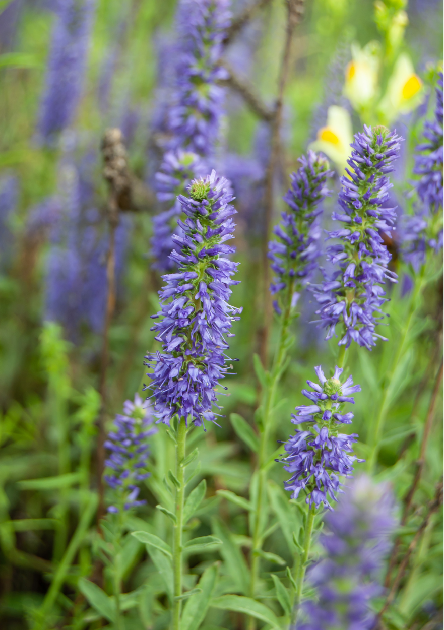 Langbladet ærenpris, Veronica longifolia