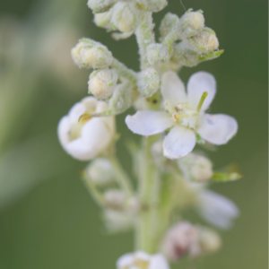 Bleg kongelys, Verbascum lychnitis