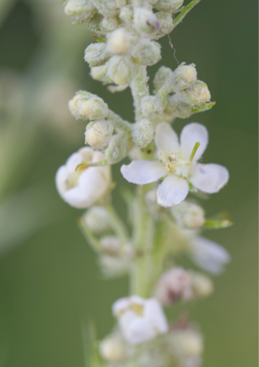 Bleg kongelys, Verbascum lychnitis