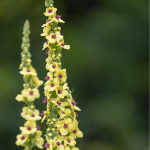 Mørk kongelys, Verbascum nigrum