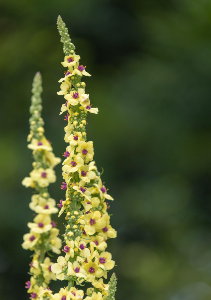 Mørk kongelys, Verbascum nigrum
