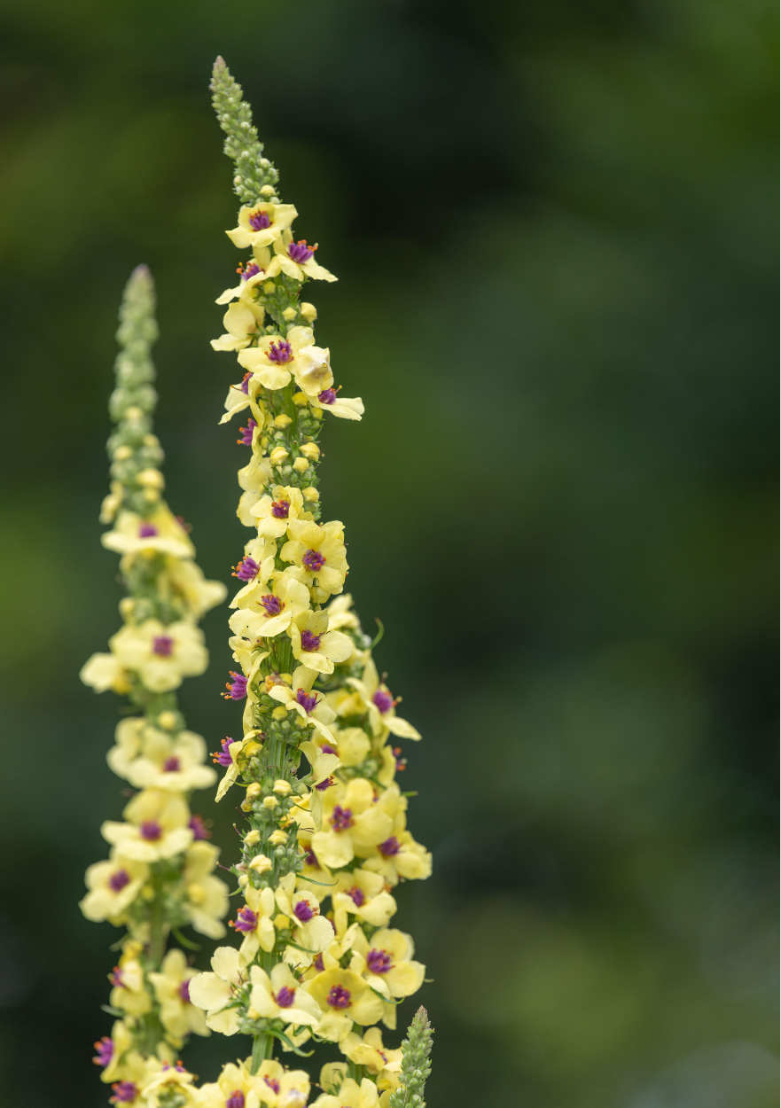 Mørk kongelys, Verbascum nigrum
