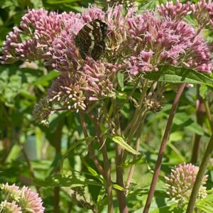 Hamphjortetrøst, Eupatorium cannabinum